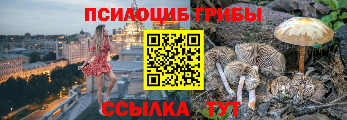 где найти наркотики  Вход с VPN  Зеленодольск  Псилоцибиновые грибы Cubensis 